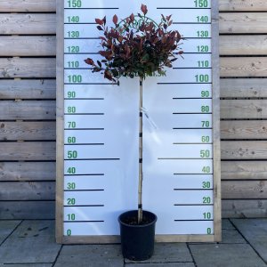Červienka Fraserova (Photinia × fraseri) ´LITTLE RED ROBIN´ - výška 100-130 cm, kont. C7L (-24°C) NA KMIENKU